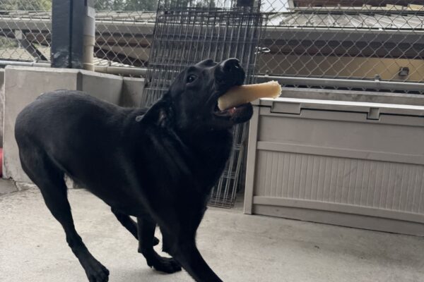A small black female lab named Bengal is playing outside. She has a white bone in her mouth and is running towards the camera.
