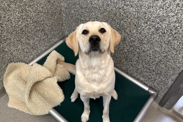 A yellow female lab/golden cross named Janalee sits on a green bed looking up at the camera. She has a fleece blanket underneath her.