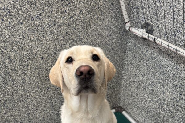 A male yellow lab named Vinyl sits on a green bed. He is looking up to the camera and gently lifting up one of his paws in a cute gesture.