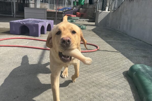 A male yellow lab named Fornell plays outside. He has a white bone in his mouth and is playfully chasing after the camera.