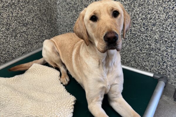 A male yellow lab named Bastian is laying on a green bed. There is a fleece blanket beside him and he is looking at the camera.