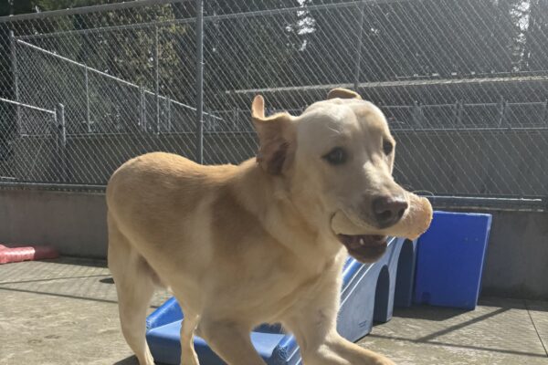 A male yellow lab named Danby is playing outside in the sun. There are colorful playground objects behind him, and he has a white bone in his mouth and is running towards the camera.