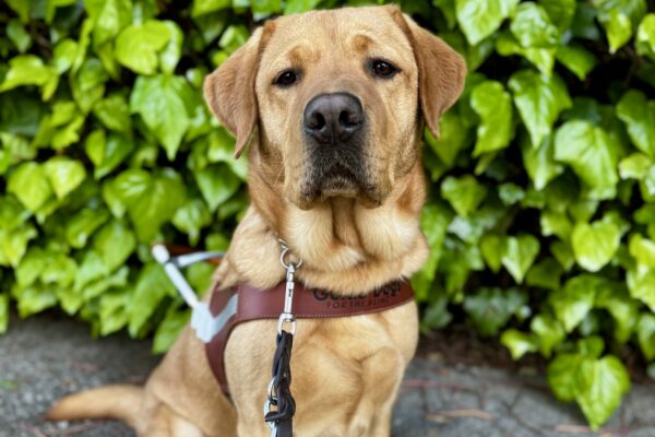 Andrew, a dark yellow Labrador Retriever, is sitting in harness and staring into the camera. Behind him are large green vines.