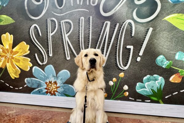 Granger, a yellow long haired Labrador/Golden Retriever cross is sitting in his harness and wearing a tan gentle leader and teal boots. Behind him a floral sign is visible that says "Spring has sprung".