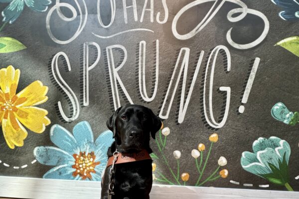 Lonny, a black Labrador Retriever, is sitting in harness and wearing a gentle leader and teal boots. A floral sign that says "Spring has sprung" can be visible behind him.