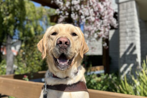 Sycamore sits in harness looking at the camera. His mouth is partially open. Behind him is a blue sky and pink flowers growing on the side of a building.
