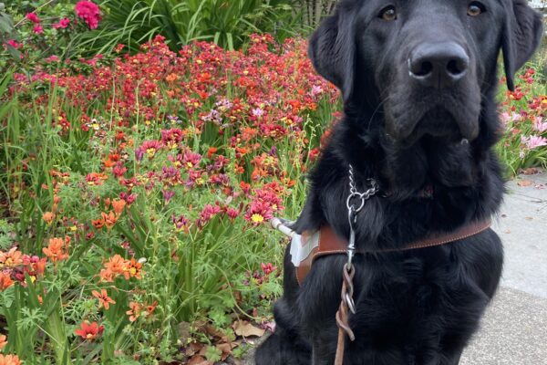 Vector sits in harness on a sidewalk. In the background there are red, pink and orange flowers.