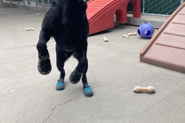 Bondi is wearing her booties and  jumping up in community run, her tongue is slightly sticking out.