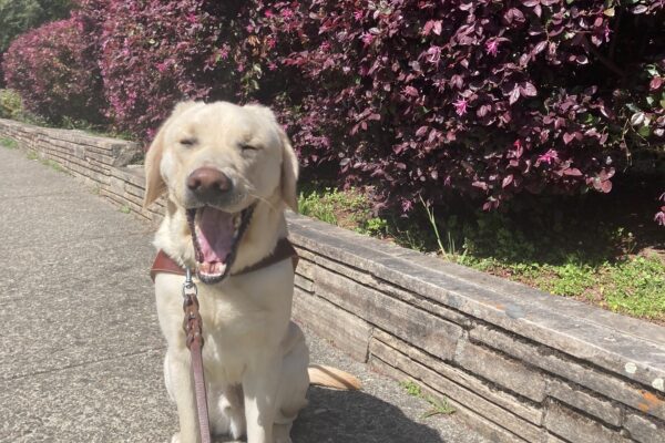 Noble is sitting in harness and yawning with his tongue out in front of some bushes with pink flowers.