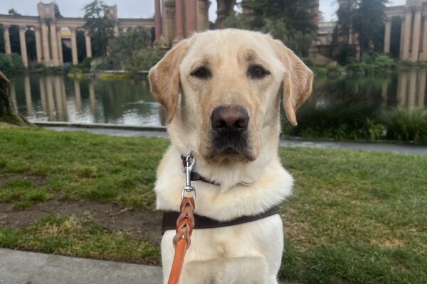 Hank poses in front of San Francisco’s Palace of Fine Arts. He wears a serious look on his face as he proudly wears his harness.
