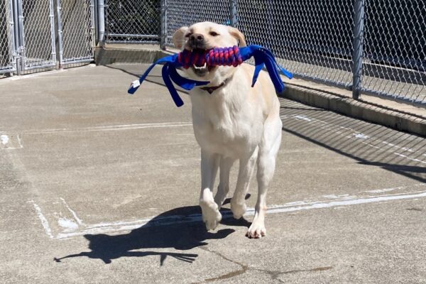 Hennessy is pictured mid stride in one of our community run play areas. She has a blue, purple and pink soft toy in her mouth as she runs towards the camera.