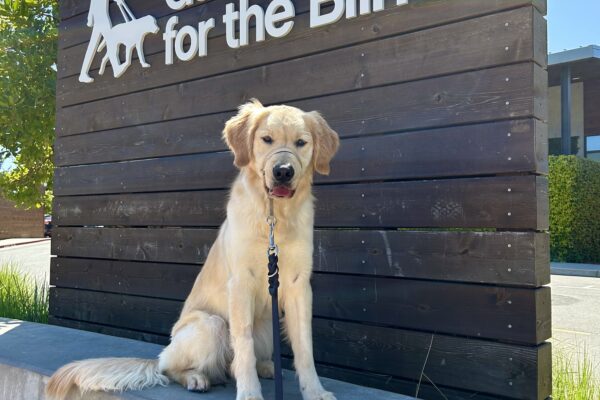 Raya sits on a concrete wall with a large wooden sign behind her that reads Guide Dogs For The Blind. She is looking directly at the camera.