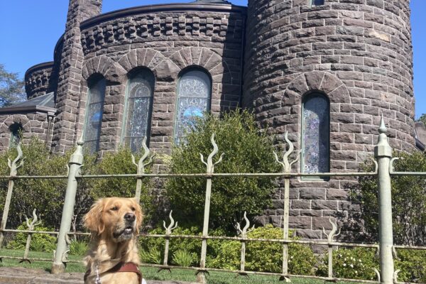 Swift is sitting in harness, ears perked and mouth open, with a castle in the background.