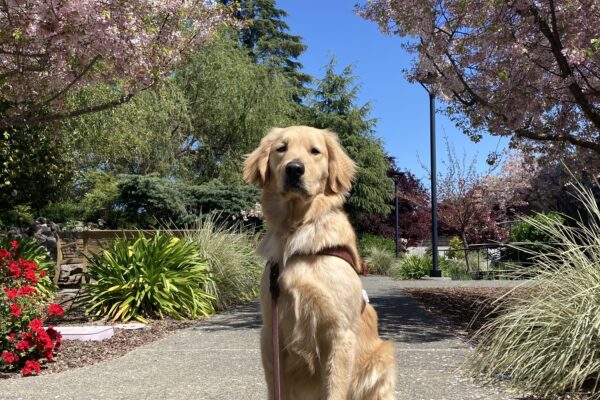 Rupert sits in harness in front of cherry trees that are blooming.