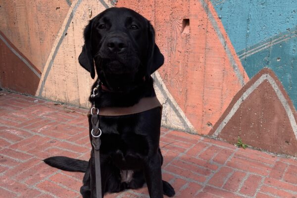 Joya sits in harness in front of a colorful painted mural with oranges and blue.