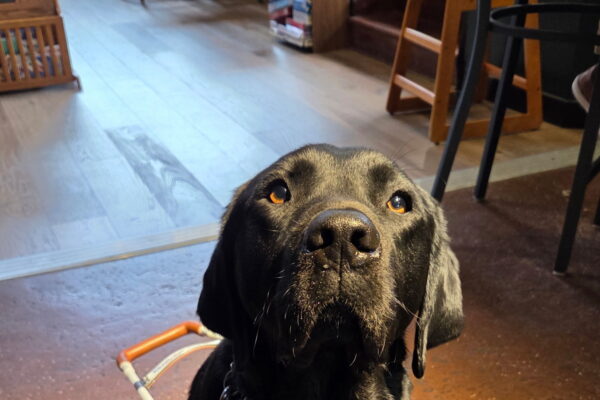 Male black Labrador Retriever, Bingo, sits in a coffee shop looking up at the camera. He is wearing his harness and there are a variety of chairs in the background.