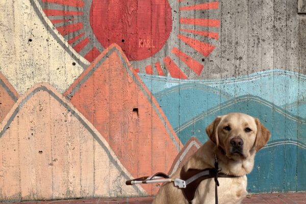 Elwood sits in harness in front of a colorful painted mural of a sunrise over water.