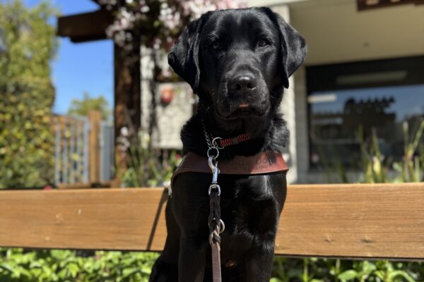 Photo is of black lab male Humboldt sitting in harness on a wooden bench with pink and green leaves behind him