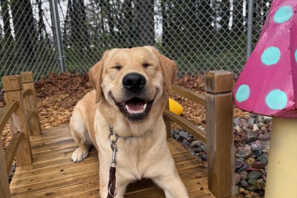 Female yellow lab "Whiskey" is laying on a small wooden bridge in a sensory garden. She's smiling broadly with her eyes closed. To the right of her, there's a large pink mushroom.