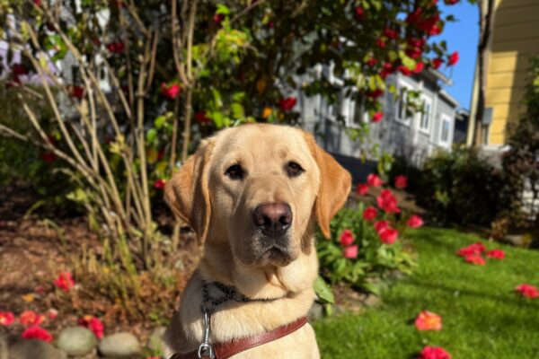 Tangier is sitting in the sun wearing his harness and leash. He is sitting calmly on a concrete sidewalk. Behind him, there's a garden with vibrant red flowers, a green lawn, and a yellow house with white-framed windows.