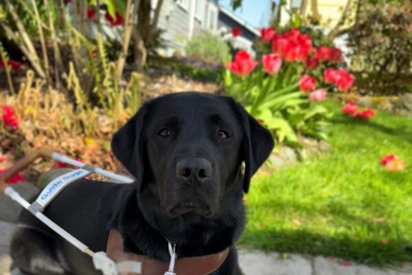 Safari is laying down wearing her harness and leash. She is laying calmly on a concrete sidewalk. Behind the her, there's a garden with vibrant red flowers, a green lawn, and a blue house with white-framed windows.
