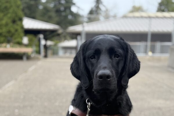 Flax sits in harness and looks at the camera.