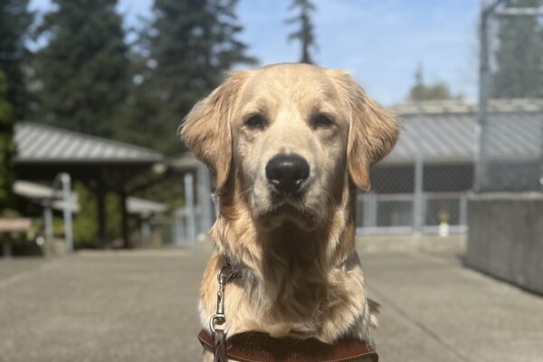 Warrick sits and looks at the camera. He is wearing a guide dog harness.