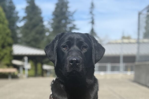 Skyler sits and looks at the camera in the rarely seen Spring sunshine in Oregon.