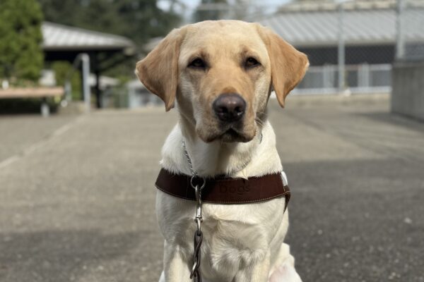 Milan sits, wearing a guide dog harness, looking at the camera.
