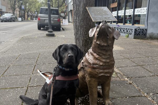 Tabouli sits next to a bronze statue of a guide dog in Downtown Gresham. She is wearing a guide dog harness and facing the camera.