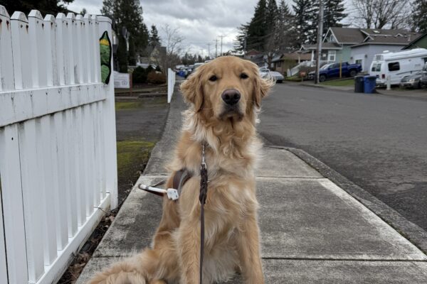 Kudo sits on a sidewalk in a neighborhood in Sandy, OR while wearing a guide dog harness. His coat is blowing in the wind and there are dark, stormy clouds in the background.