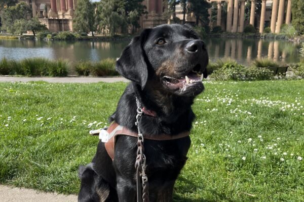 Nassau is pictured sitting in harness in front of the Palace of Fine Arts located in San Francisco, CA. He appears to be smiling past the camera with the sun shining down on his brindle coat. The sky is bright blue and there is bright green grass in the background before a small body of water that sits in front of the building.