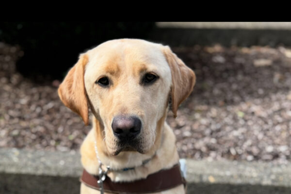 Kragen (a yellow Labrador retriever) sits in harness on cement looking at the camera. A leash hangs from his collar.