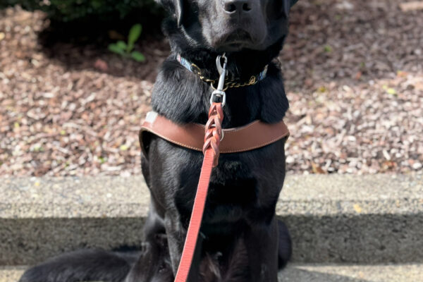 Goose, a black Labrador retriever, sits on cement in harness looking at the collar. A leash is hanging from his collar.