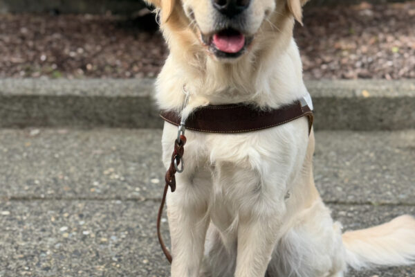 Nualla, a whiteish golden retriever Labrador mix, sits in harness on cement in harness. She is looking at the camera with her mouth open and her tongue slightly out.