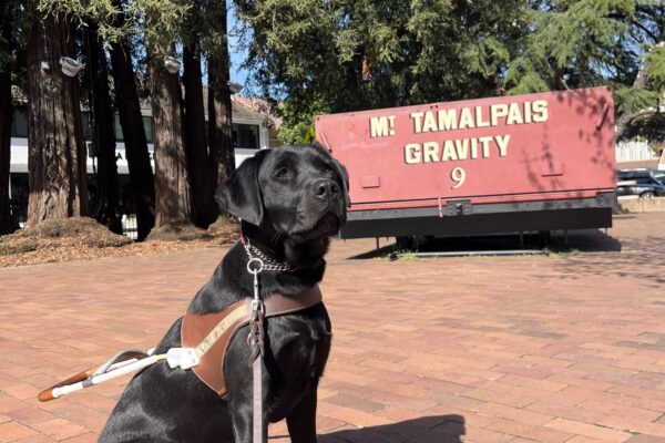 Maizie is pictured in harness, sitting in front of a group of large redwood trees and an older stationary trolly car with the words "Mt. Tamalpais Gravity 9" on the front.