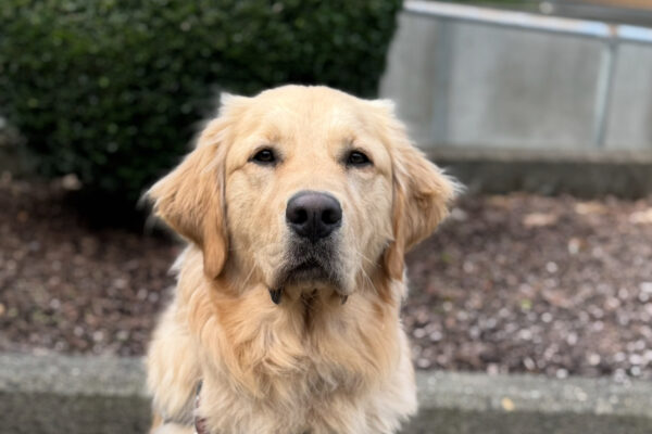 Nairobi, a long coated golden retriever Labrador retriever mix sits in harness on cement looking at the camera. A leash is draped from his collar.