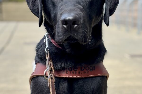 Missoula sits while wearing his guide dog harness (he can be seen from the shoulders, up), looking seriously at the camera. His black coat shimmers in the sunlight.