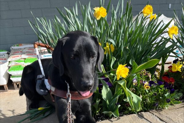 Ryan, Black Labrador Retriever Male is pictured laying in harness on a grey stone planter bench alongside some blooming yellow daffodils.