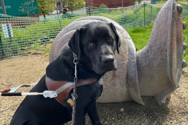 Channing- Black Labrador Retriever Male is pictured in harness sitting facing the camera at an angle in front of a metal sculpture of a very large snail in a city park in Portland