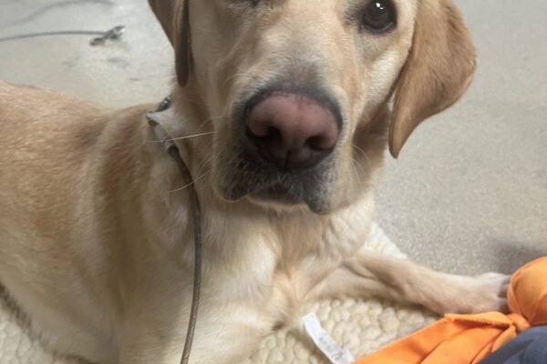 Amira is pictured laying on a fleece mat on tie-down with her handler. She has an orange soft toy and is laying with her paw on her handler’s leg.