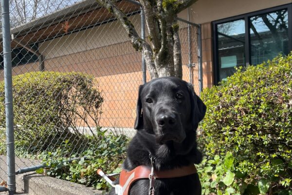 Kensington a Black Labrador Retriever Male, is pictured facing parallel to the camera sitting in harness under a winter bare Japanese maple tree. On either side of him are azalea bushes and a tall chain link fence and a brick building are in the background.