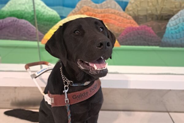 Milagro, a male black Labrador retriever, is wearing his guide dog harness while sitting in front of a rainbow colored backdrop.