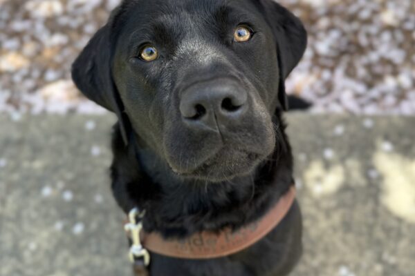 Perdita is sitting on a concrete path in her guide dog harness looking up at the camera. Behind her, the ground is covered in cherry blossom petals. 
