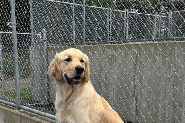 Male lab/golden cross "Getty" is sitting on a blue play structure in community run. He has a happy smile on his face with gentle eyes gazing into the distance.