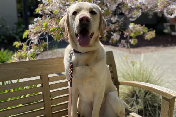 Agent sits on a bench. Behind him are trees in a full bloom of light pink flowers. The sun is shining on Agent and he has a big smile on his face!