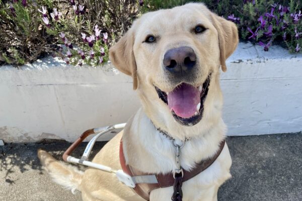 Arroyo sits in harness in front of a white retaining wall that's lined with colorful purple flowers. He is gazing directly at the camera with his mouth open in a smile.