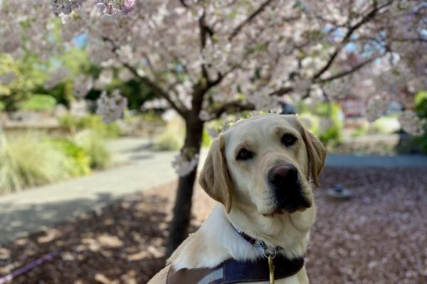 Belen is wearing her GDB harness while sitting, staring at the camera with her ears perked. Behind her is a beautiful tree in full bloom with thousands of pink flowers.