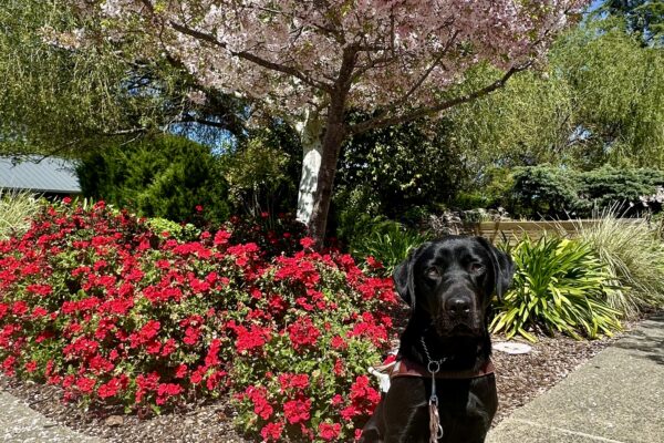 Bilbo is sitting on a concrete path in his guide dog harness on a sunny day. A blooming cherry blossom tree, red floral bushes, and green foliage are behind him.
