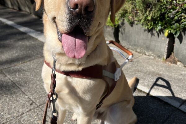 Bolt is wearing his harness and sitting on the sidewalk while looking into the camera. His tongue is out in a soft pant.